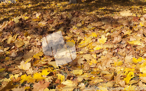 Image of Fall foliage wilderness closeup