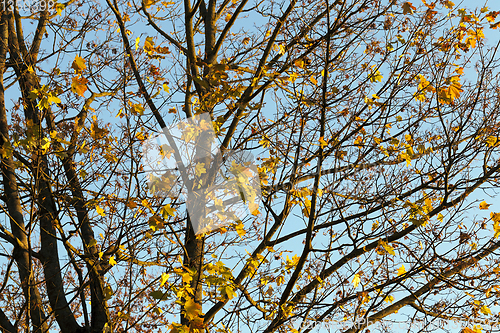 Image of Yellow maple foliage