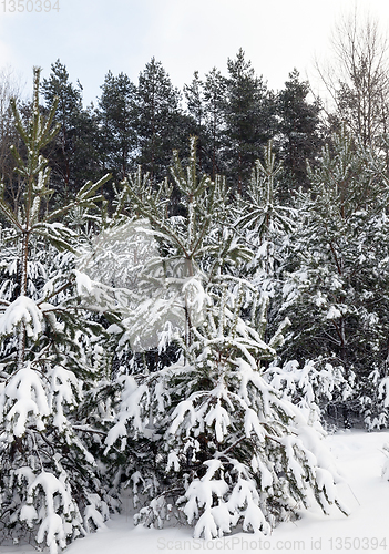 Image of Snow drifts in winter