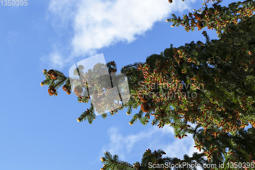 Image of beautiful cones fir