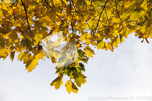 Image of Yellow Maple study green change