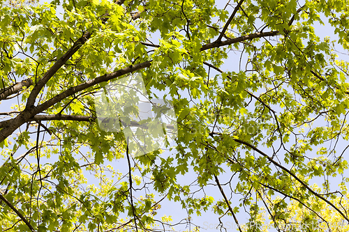 Image of spring tree