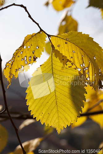 Image of the yellowed foliage