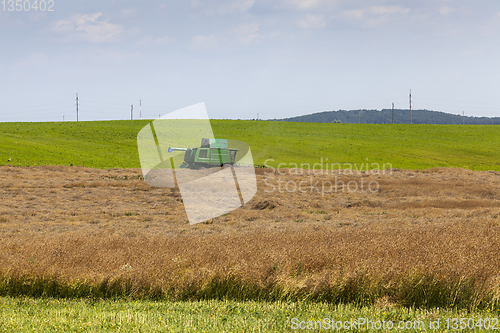 Image of Harvesting rapeseed