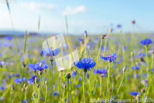 Image of Blooming Cornflowers, Centaurea Cyanus