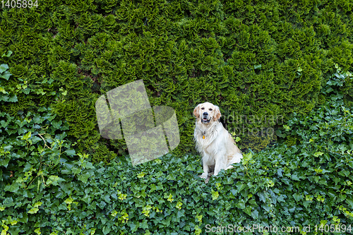 Image of Golden Retriever dog on green