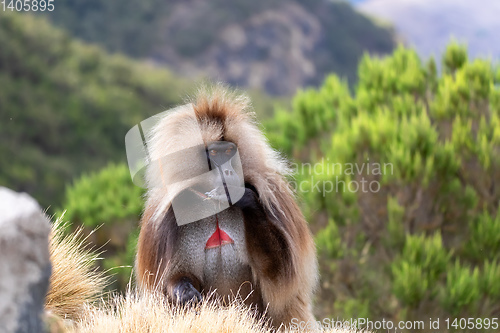 Image of endemic Gelada in Simien mountain, Etiopia