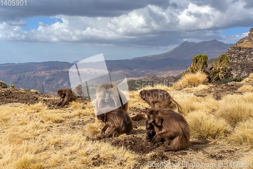 Image of endemic Gelada in Simien mountain, Etiopia