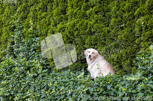 Image of Golden Retriever dog on green