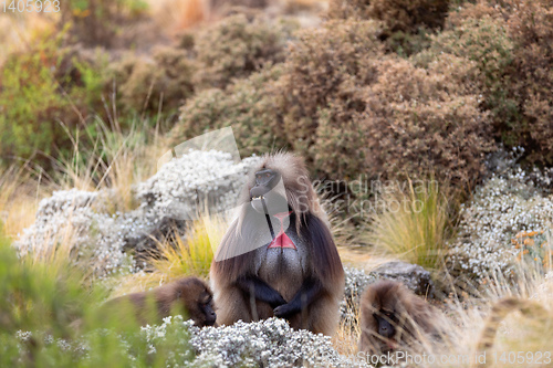 Image of endemic Gelada in Simien mountain, Etiopia