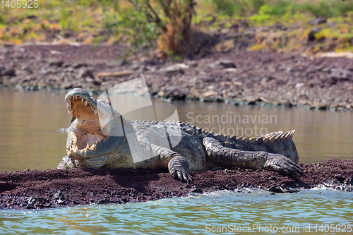 Image of big nile crocodile, Chamo lake Falls Ethiopia