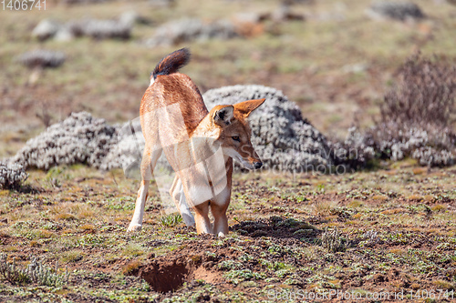 Image of ethiopian wolf, Canis simensis, Ethiopia