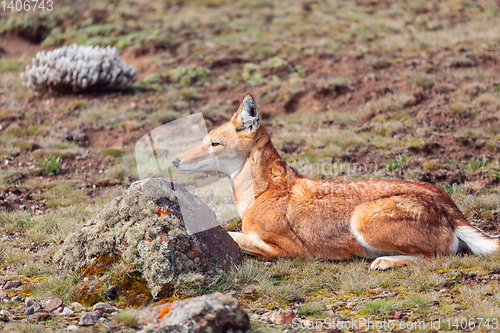 Image of ethiopian wolf, Canis simensis, Ethiopia