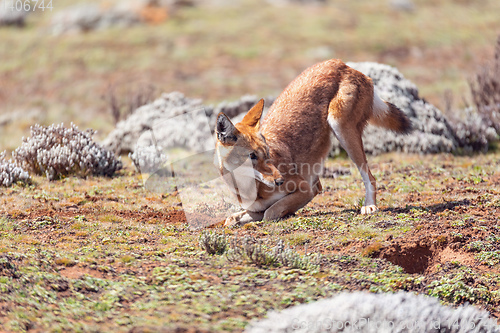 Image of ethiopian wolf, Canis simensis, Ethiopia