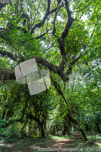 Image of Harenna Forest in Bale Mountains, Ethiopia