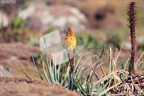 Image of flower of Kniphofia foliosa, Bale Mountains, Ethiopia