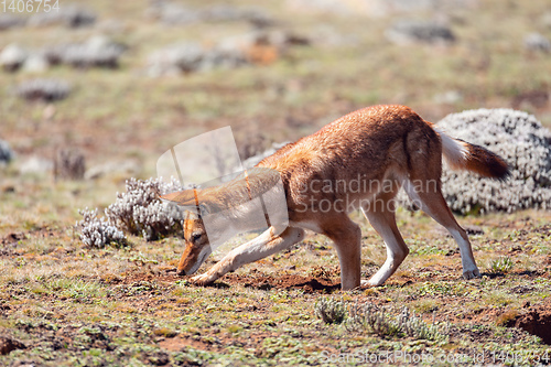 Image of ethiopian wolf, Canis simensis, Ethiopia