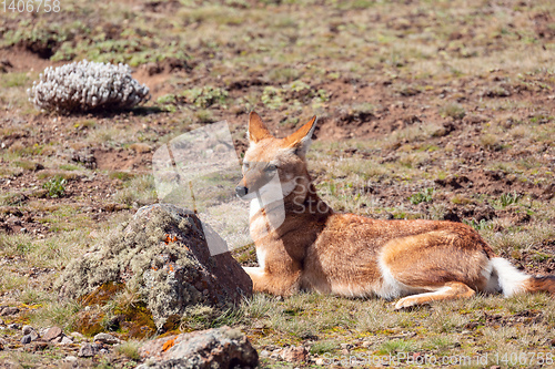 Image of ethiopian wolf, Canis simensis, Ethiopia