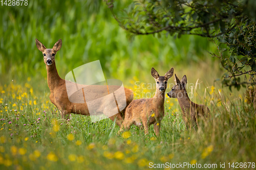 Image of Row deer family graze on meadow, Czech wildlife