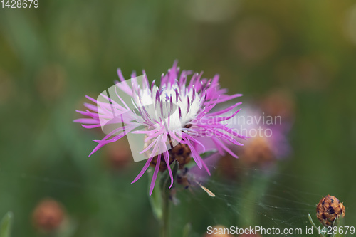 Image of flower musk thistle, Carduus nutans