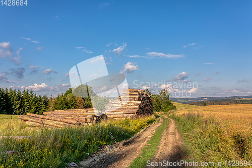 Image of Piled logs of harvested wood in forest