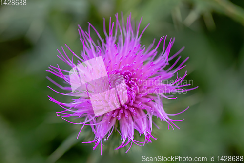 Image of flower musk thistle, Carduus nutans