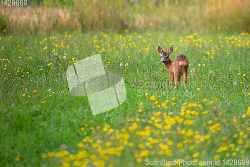 Image of Row deer baby graze on meadow, Czech wildlife