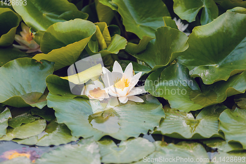 Image of lotus or water lily flowers