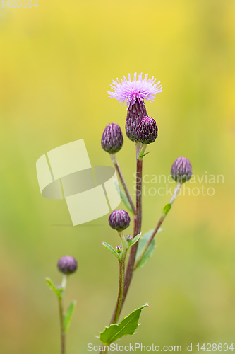 Image of flower musk thistle, Carduus nutans