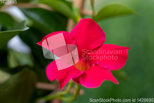 Image of Flowering red Mandevilla rose Dipladenia