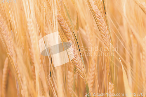 Image of Wheat fields waiting to be harvest