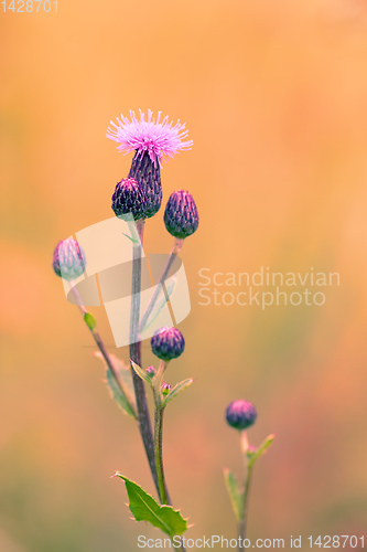 Image of flower musk thistle, Carduus nutans