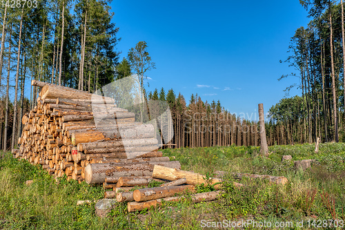 Image of Piled logs of harvested wood in forest