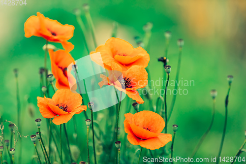 Image of blooming red poppy flower in summer