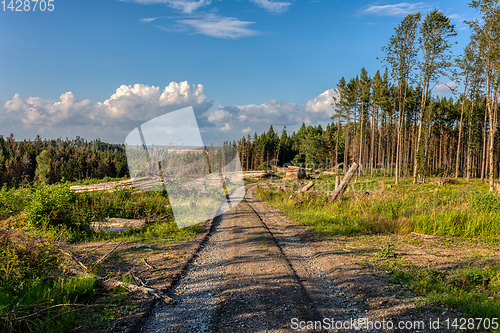 Image of Piled logs of harvested wood in forest