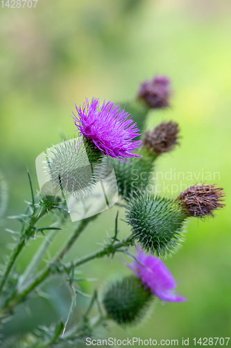 Image of flower musk thistle, Carduus nutans