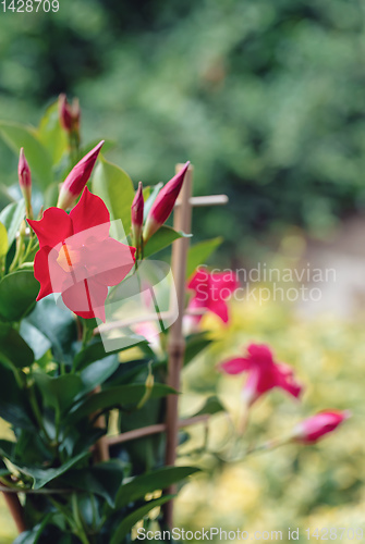 Image of Flowering red Mandevilla rose Dipladenia