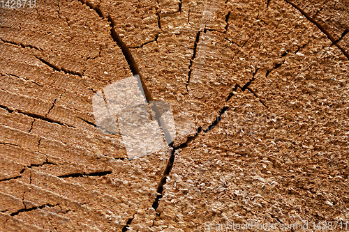 Image of Spruce wood tree-rings texture