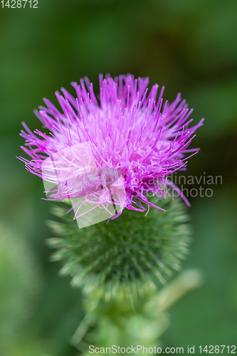 Image of flower musk thistle, Carduus nutans