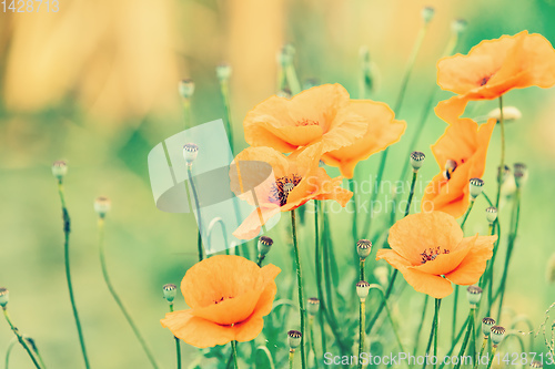 Image of blooming red poppy flower in summer