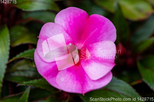 Image of pink New Guinea impatiens flowers in pots