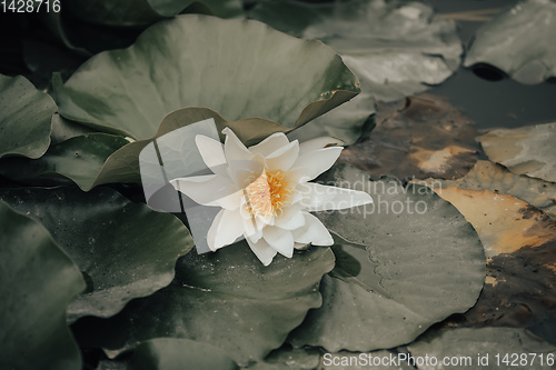 Image of lotus or water lily flowers