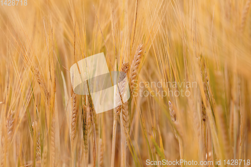 Image of Wheat fields waiting to be harvest