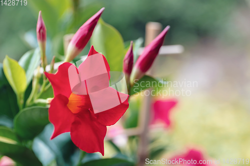 Image of Flowering red Mandevilla rose Dipladenia