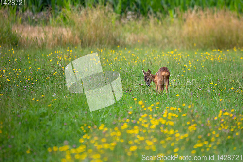 Image of Row deer baby graze on meadow, Czech wildlife