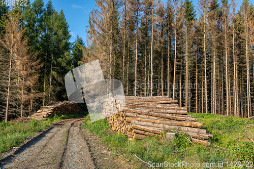 Image of Piled logs of harvested wood in forest