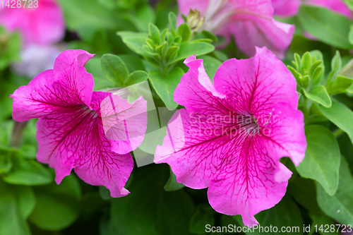 Image of Petunia Surfinia Pink Vein