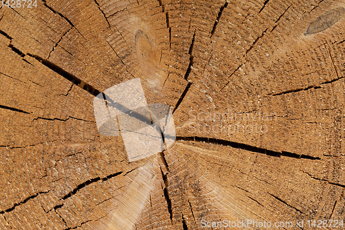 Image of Spruce wood tree-rings texture