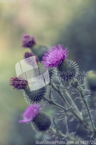 Image of flower musk thistle, Carduus nutans