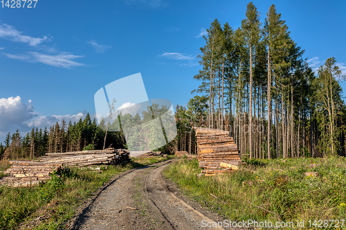 Image of Piled logs of harvested wood in forest